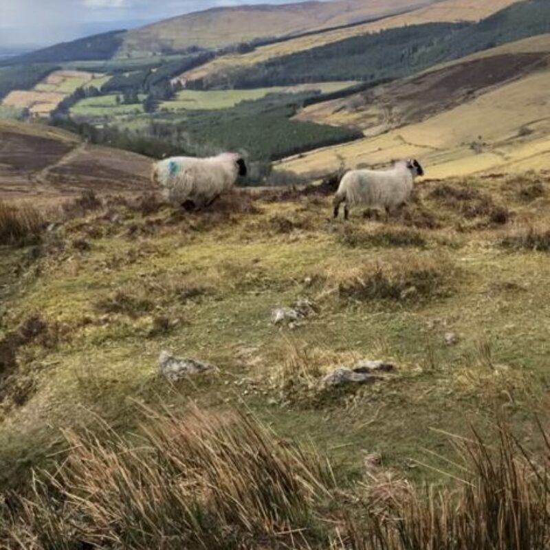 b4de1b2d-0ad6-4191-96e7-9e43eb2e4901 (1)